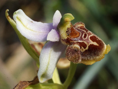 Ophrys fuciflora heterochila