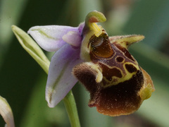 Ophrys fuciflora heterochila