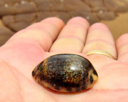 Kitten Cowrie