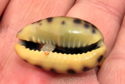 Kitten Cowrie