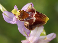 Ophrys fuciflora heterochila