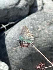 Callophrys dumetorum perplexa
