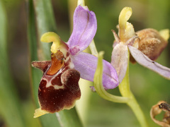 Ophrys fuciflora heterochila