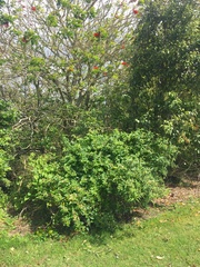 Veronica stricta stricta