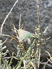 Callophrys dumetorum perplexa