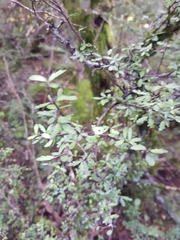 Pittosporum divaricatum