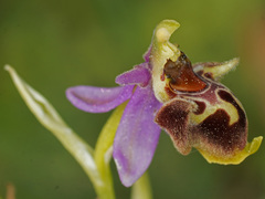 Ophrys fuciflora heterochila