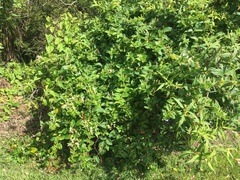 Veronica stricta stricta