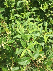 Veronica stricta stricta