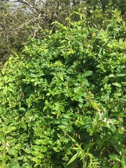 Veronica stricta stricta