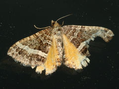 Chrysolarentia vicissata