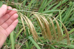Miscanthus nepalensis