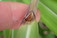 Miscanthus nepalensis