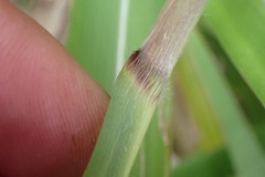 Miscanthus nepalensis