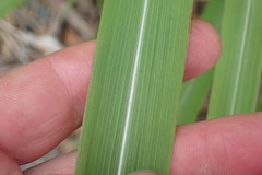 Miscanthus nepalensis