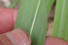 Miscanthus nepalensis