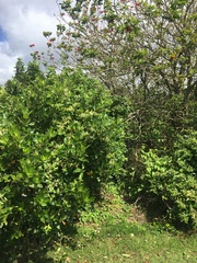 Veronica stricta stricta