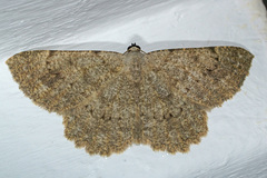 Dicrognophos sartata