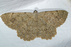 Dicrognophos sartata