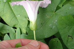 Calystegia sepium roseata x Silvatica disjuncta