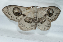 Problepsis ocellata
