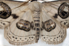 Problepsis ocellata