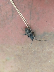 Moechotypa diphysis