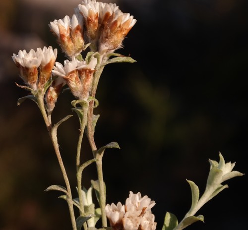 Langebergia