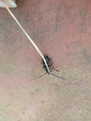 Moechotypa diphysis