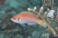 Cirrhilabrus marjorie