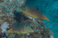 Canthigaster solandri