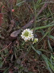 Triphysaria floribunda
