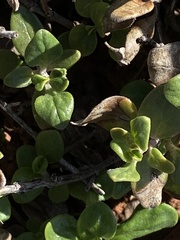 Monardella macrantha macrantha