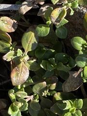 Monardella macrantha macrantha