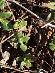 Monardella macrantha macrantha