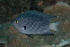 Pomacentrus flavioculus