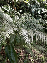 Pteris deflexa