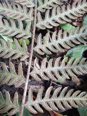 Pteris deflexa