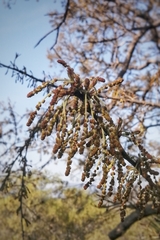 Quercus clivicola
