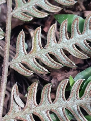 Pteris deflexa