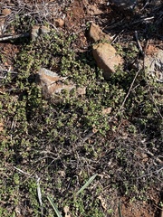Monardella macrantha macrantha