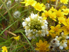 Triphysaria floribunda
