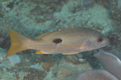 Lutjanus ehrenbergii