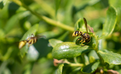 Ancistrocerus spilogaster