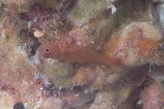 Trimma macrophthalmus