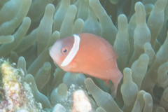 Amphiprion barberi