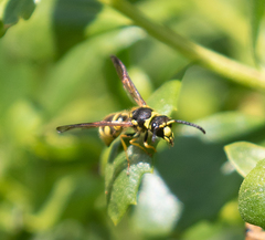 Ancistrocerus spilogaster