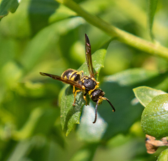 Ancistrocerus spilogaster