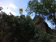 Adenocarpus hispanicus