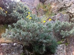 Adenocarpus hispanicus
